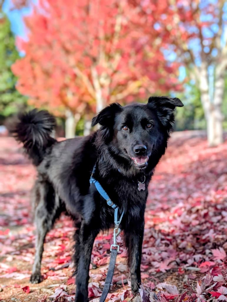 Cooper in the autumn leaves